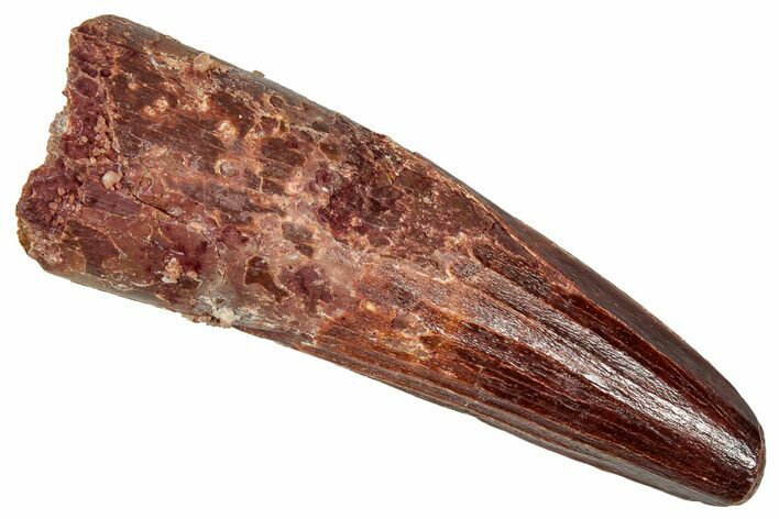 Fossil Spinosaurus Tooth - Real Dinosaur Tooth #350114